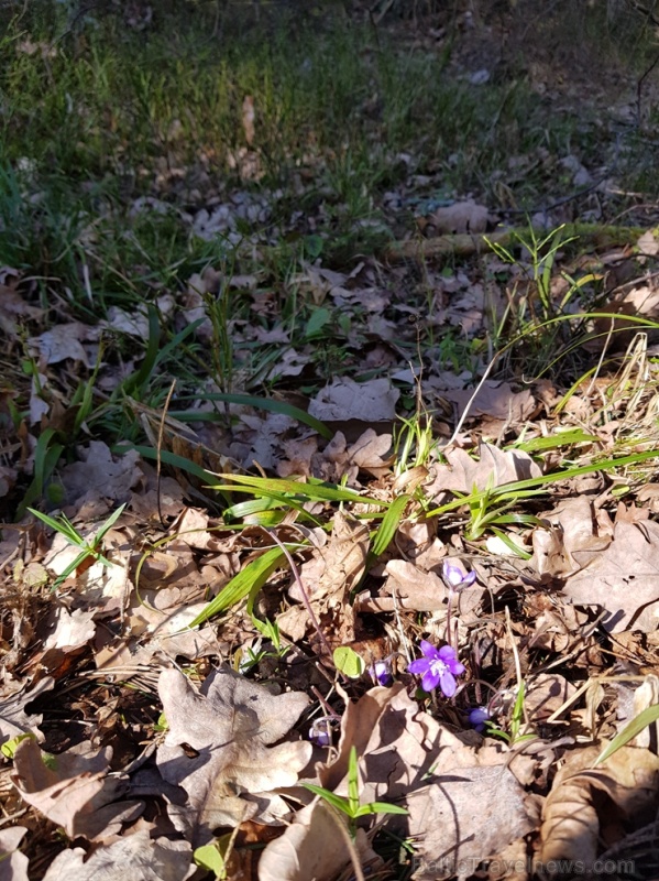 Staigājot pa taku, ir iespējams aplūkot augu, sūnu, ķērpju un kukaiņu daudzveidību, dižkokus, Jāņupītes stāvkrastu, kā arī novērtēt 2005. gada orkāna Staigājot pa taku, ir iespējams aplūkot augu, sūnu, ķērpju un kukaiņu daudzveidību, dižkokus, Jāņupītes stāvkrastu, kā arī novērtēt 2005. gada orkāna 280138