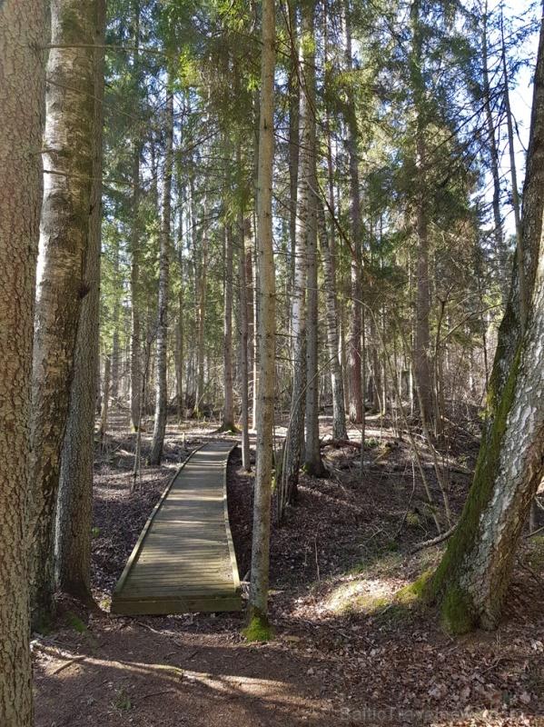 Staigājot pa taku, ir iespējams aplūkot augu, sūnu, ķērpju un kukaiņu daudzveidību, dižkokus, Jāņupītes stāvkrastu, kā arī novērtēt 2005. gada orkāna Staigājot pa taku, ir iespējams aplūkot augu, sūnu, ķērpju un kukaiņu daudzveidību, dižkokus, Jāņupītes stāvkrastu, kā arī novērtēt 2005. gada orkāna 280142
