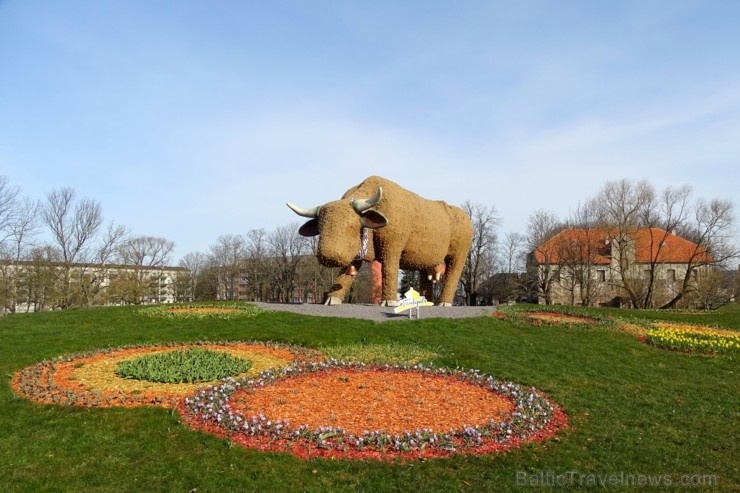 Ventspils ziedoši sagaida pavasari 280785