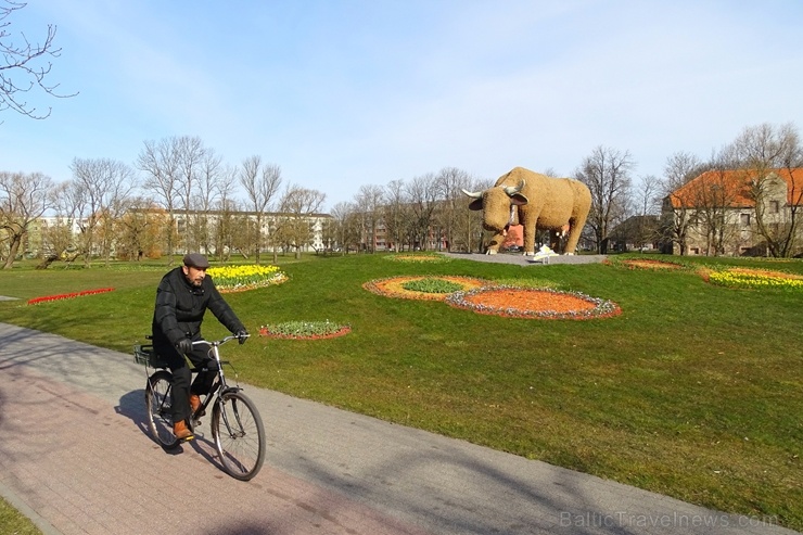 Ventspils ziedoši sagaida pavasari 280793