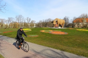 Ventspils ziedoši sagaida pavasari 10