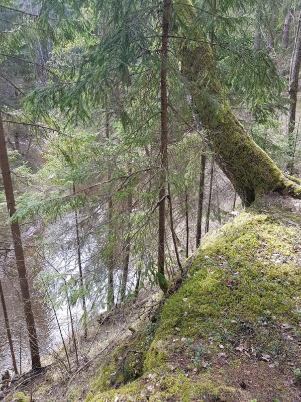 Viesatas upesloku dabas taka Tukuma pusē ir ārkārtīgi skaista un patiks garāku pastaigu cienītājiem Viesatas upesloku dabas taka Tukuma pusē ir ārkārtīgi skaista un patiks garāku pastaigu cienītājiem 281458