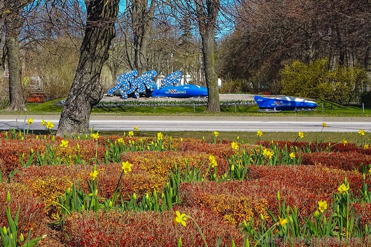 Ventspils modusies košajam pavasara ziedonim 281613