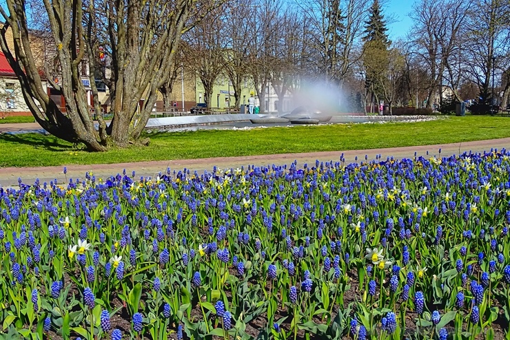 Ventspils modusies košajam pavasara ziedonim 281617