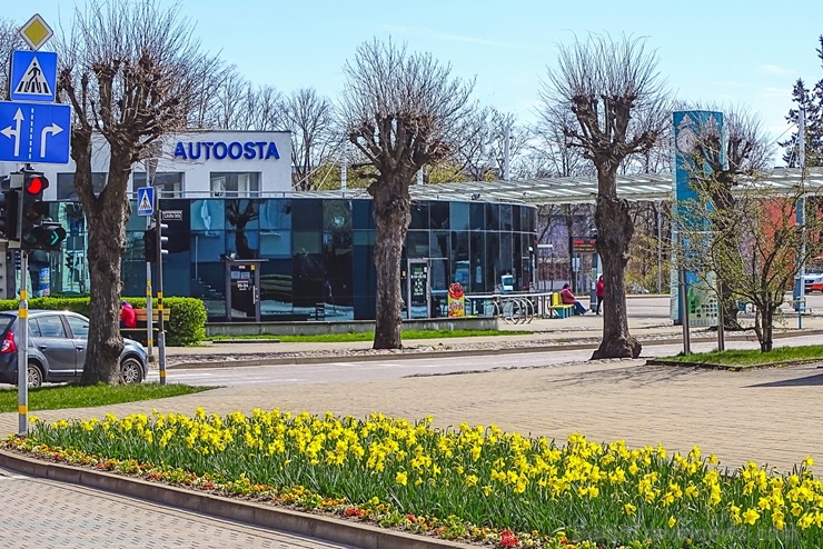 Ventspils modusies košajam pavasara ziedonim 281633