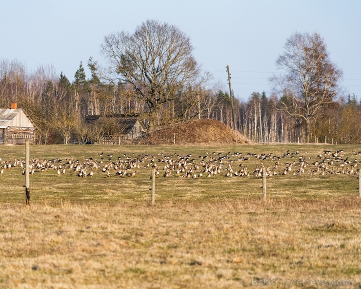 Balvos  un apkārtnē notverti pavasarīgi mirkļi 281680