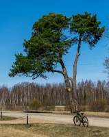 Balvos  un apkārtnē notverti pavasarīgi mirkļi 11