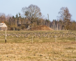 Balvos  un apkārtnē notverti pavasarīgi mirkļi 12