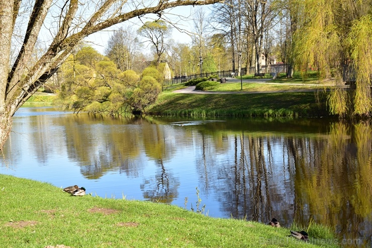 Valmierā Gaujas krastus izdaiļo saulainas pienenes un koku sulīgi zaļie pumpuri, bet parkos savas košās ziedgalviņas cēli ceļ tulpes un atraitnītes Valmierā Gaujas krastus izdaiļo saulainas pienenes un koku sulīgi zaļie pumpuri, bet parkos savas košās ziedgalviņas cēli ceļ tulpes un atraitnītes 282251