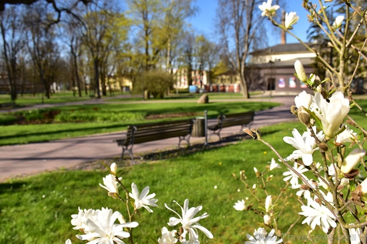 Valmierā Gaujas krastus izdaiļo saulainas pienenes un koku sulīgi zaļie pumpuri, bet parkos savas košās ziedgalviņas cēli ceļ tulpes un atraitnītes Valmierā Gaujas krastus izdaiļo saulainas pienenes un koku sulīgi zaļie pumpuri, bet parkos savas košās ziedgalviņas cēli ceļ tulpes un atraitnītes 282253