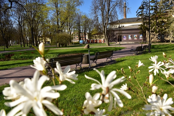 Valmierā Gaujas krastus izdaiļo saulainas pienenes un koku sulīgi zaļie pumpuri, bet parkos savas košās ziedgalviņas cēli ceļ tulpes un atraitnītes Valmierā Gaujas krastus izdaiļo saulainas pienenes un koku sulīgi zaļie pumpuri, bet parkos savas košās ziedgalviņas cēli ceļ tulpes un atraitnītes 282254