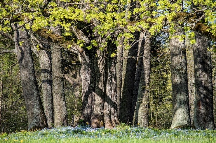 Preiļos vērojamas pārsteidzošas dabas spēles 282411