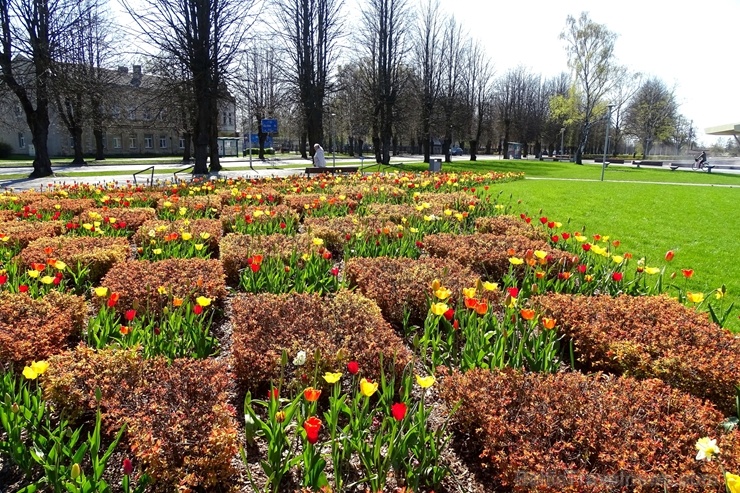 Ventspils ietērpta neskaitāmos pavasara ziedos 282454