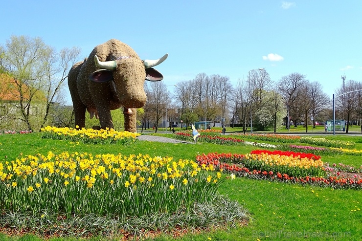 Ventspils ietērpta neskaitāmos pavasara ziedos 282474