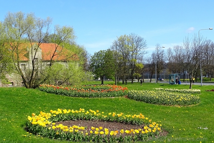 Ventspils ietērpta neskaitāmos pavasara ziedos 282476