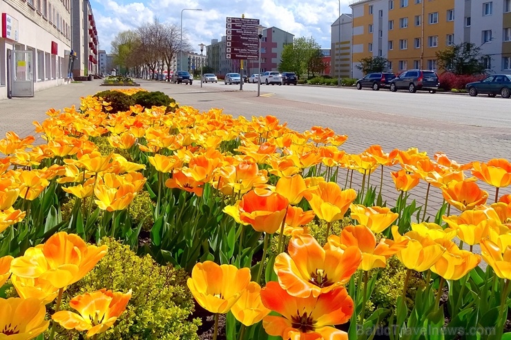 Ventspils ietērpta neskaitāmos pavasara ziedos 282484