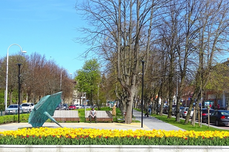 Ventspils ietērpta neskaitāmos pavasara ziedos 282488