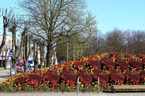 Ventspils ietērpta neskaitāmos pavasara ziedos 2