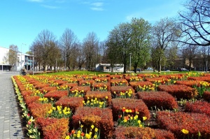 Ventspils ietērpta neskaitāmos pavasara ziedos 5