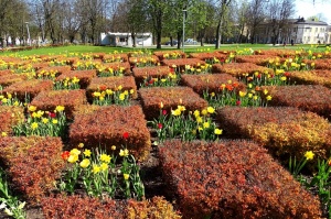 Ventspils ietērpta neskaitāmos pavasara ziedos 6