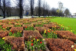 Ventspils ietērpta neskaitāmos pavasara ziedos 8