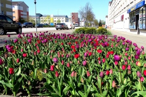 Ventspils ietērpta neskaitāmos pavasara ziedos 16