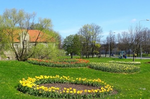 Ventspils ietērpta neskaitāmos pavasara ziedos 30