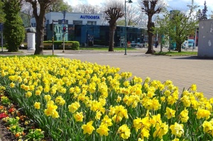 Ventspils ietērpta neskaitāmos pavasara ziedos 47