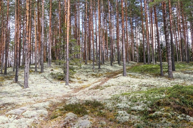 Maršruts Gulbenes pusē veido apli ar sākumu un finišu Lejasciemā, vedot caur dabas liegumu 