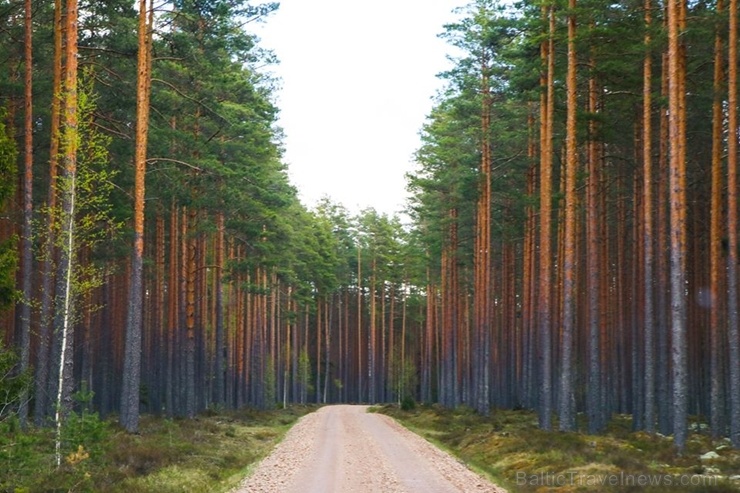 Maršruts Gulbenes pusē veido apli ar sākumu un finišu Lejasciemā, vedot caur dabas liegumu Maršruts Gulbenes pusē veido apli ar sākumu un finišu Lejasciemā, vedot caur dabas liegumu