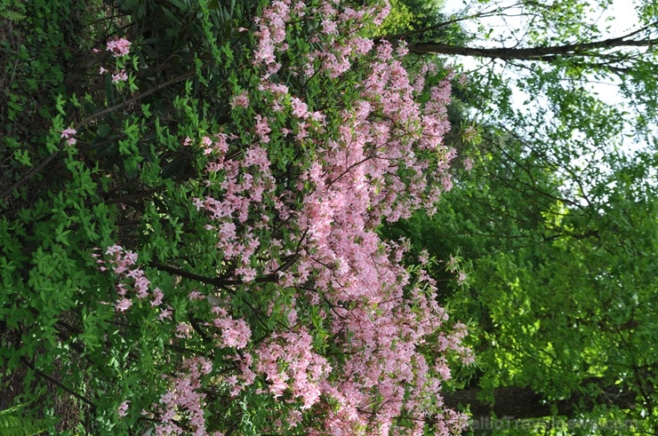 Nacionālajā botāniskajā dārzā Salaspilī krašņi zied rododendri 283705