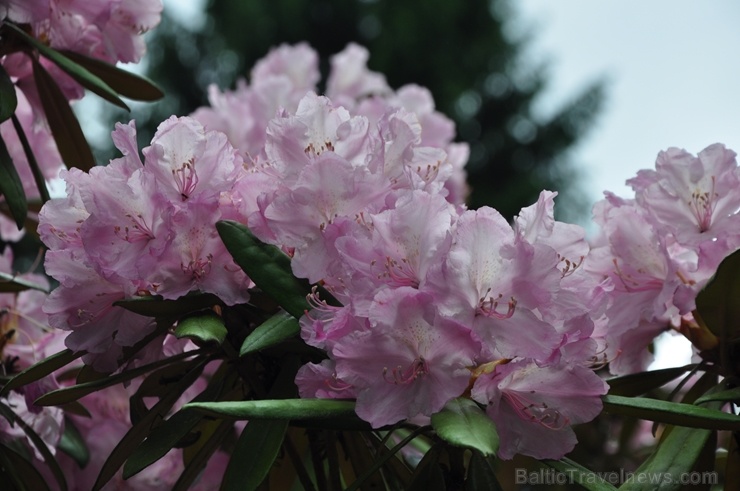 Nacionālajā botāniskajā dārzā Salaspilī krašņi zied rododendri 283710