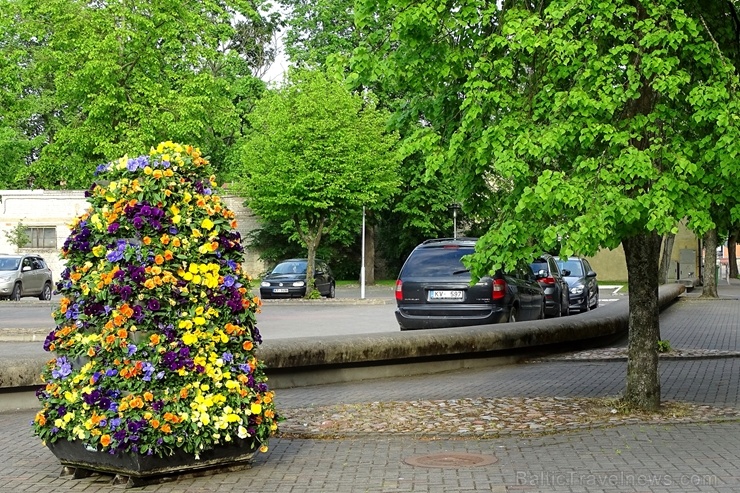 Ventspils vasarā krāšņi zied un žilbina acis 284441