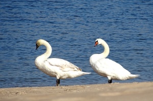 Ventspils vasarā krāšņi zied un žilbina acis 6