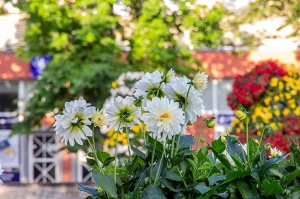 Ventspilī košos ziedos rotājas ikkatra pilsētas iela 22