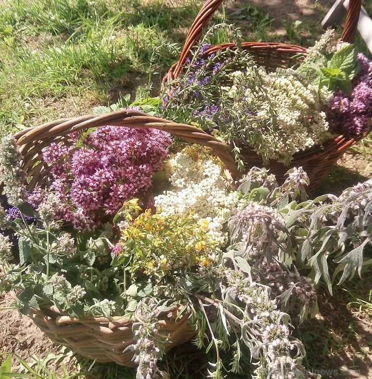Salaspils novadā ceļotāji var baudīt vasarīgu noskaņu visdažādākajos objektos. Foto: Salaspils novadā ceļotāji var baudīt vasarīgu noskaņu visdažādākajos objektos. Foto:
