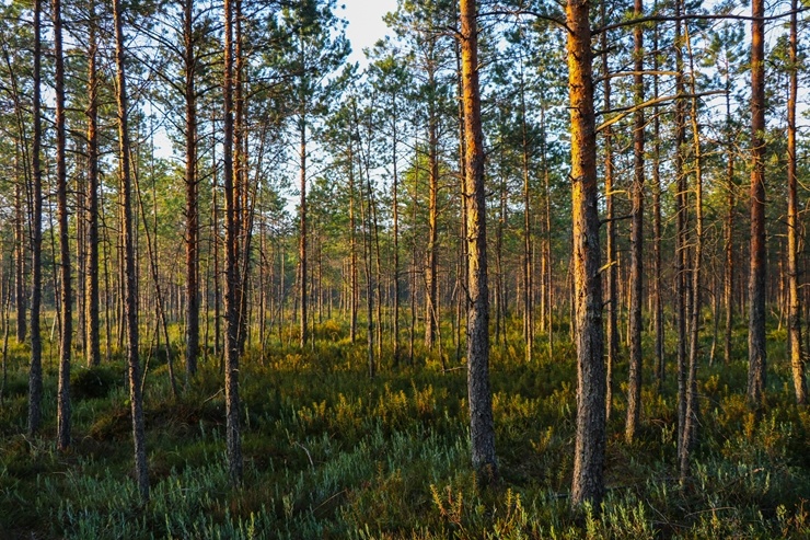 Gulbene ceļotājiem atklāj sava novada pērles 288226