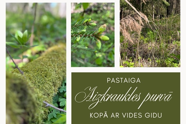 Pastaiga Aizkraukles purvā