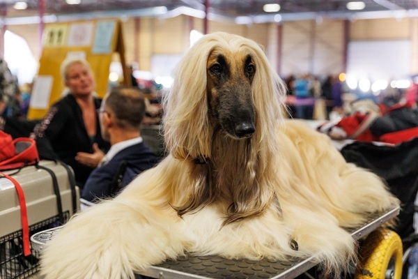 Satiec cilvēka labākos draugus un atpūties kopā ar ģimeni izstādē «ZooExpo 2025»