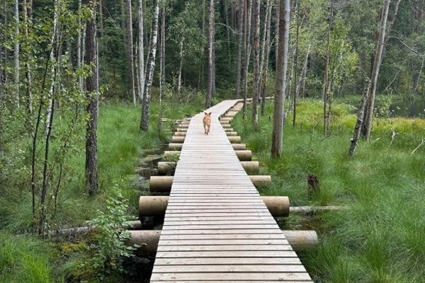 Noskaidroti šī gada aktīvākie «Latvijas meža dēkaiņi»