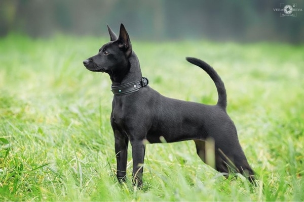 Tūkstošiem kilometru mīlestības dēļ – kā Taivānas suns atrada mājas Latvijā