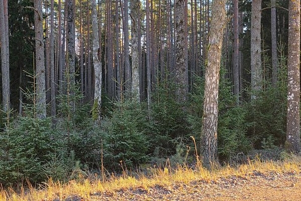 Latvijas Valsts meži: Svētku eglīte no Latvijas valsts mežiem