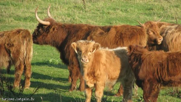 Dabas-parks-Dvietes-paliene Dabas parks 