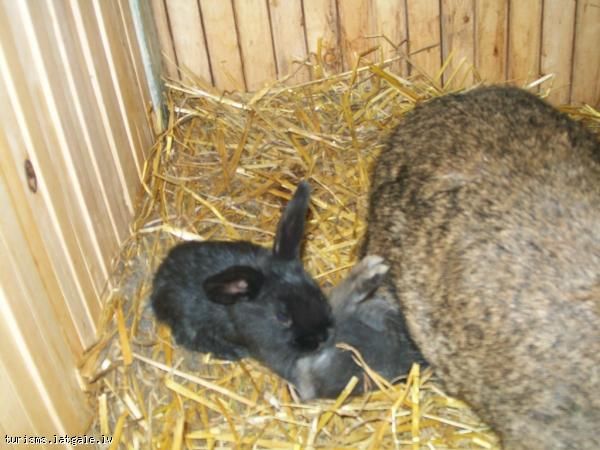 Saimniecība  Saimnieciba-Guntini Saimniecība