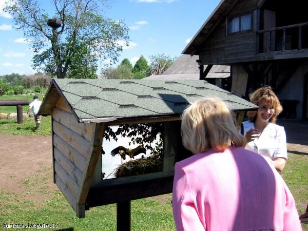 Starku-verosana-Untumi Stārķu vērošana 