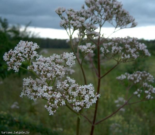 Zemnieku-saimnieciba-Kurmisi Zemnieku saimniecība 