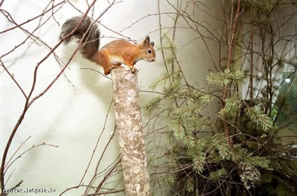 Annas Āzes meža ekspozīcija Annas-Azes-meza-ekspozicija Annas Āzes meža ekspozīcija