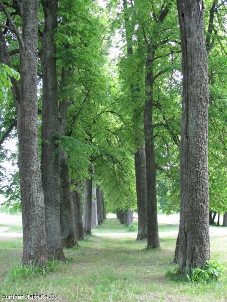 Baltinavas-muizas-parks Baltinavas muižas parks