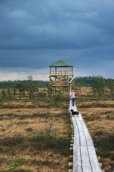 Vasenieku_purva_laipa_un_skatu_tornis Vasenieku purva laipa un skatu tornis