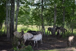 Dabas parks „Dvietes paliene” 